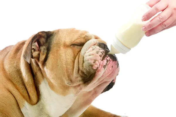 Cute English Bulldog dog with milk baby bottle — Stock Photo, Image