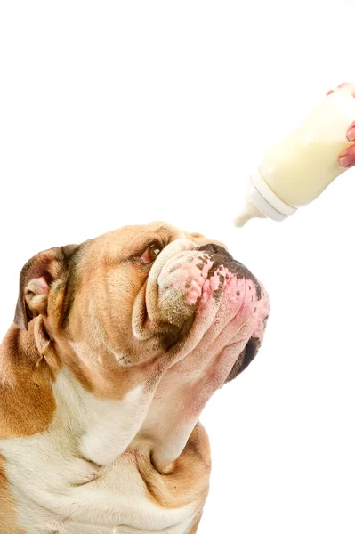 Cute English Bulldog dog with milk baby bottle — Stock Photo, Image