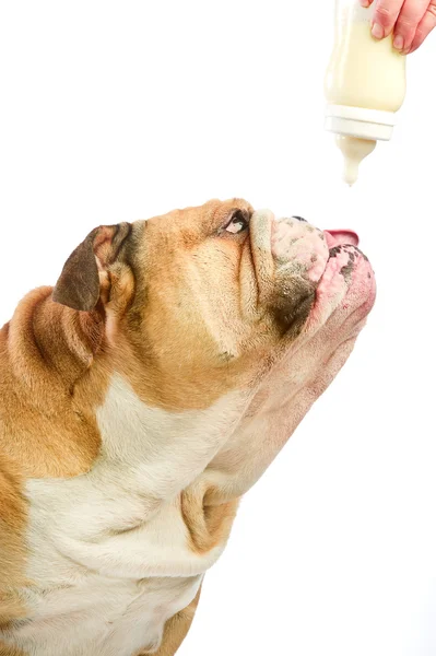 Cute English Bulldog dog with milk baby bottle — Stock Photo, Image