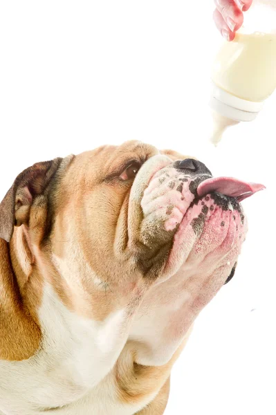 Lindo perro Bulldog Inglés con biberón de leche — Foto de Stock
