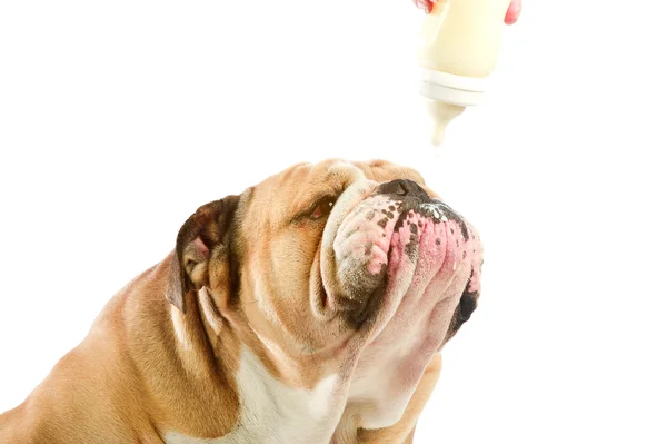 Cute English Bulldog dog with milk baby bottle — Stock Photo, Image