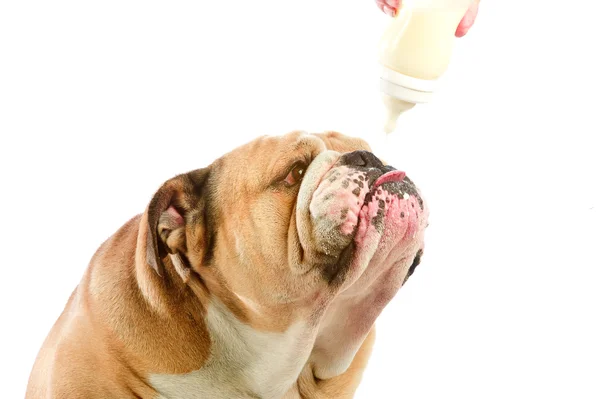 Cute English Bulldog dog with milk baby bottle — Stock Photo, Image