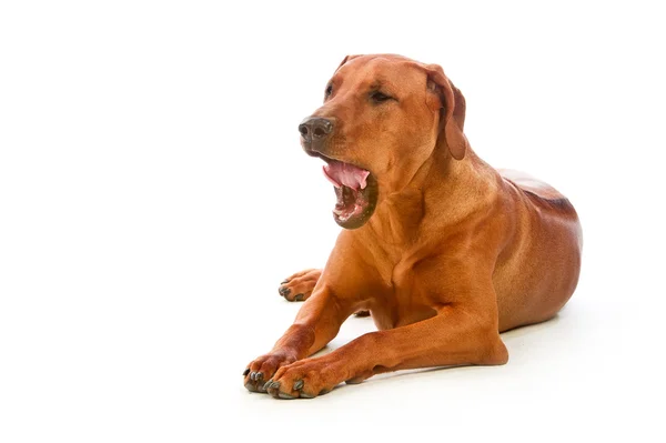 Rhodesian cão lindo ridgeback deitado isolado no branco — Fotografia de Stock