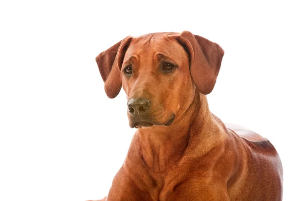 Hermoso perro rhodesian ridgeback isolalted — Foto de Stock