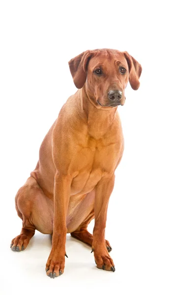 güzel köpek Rodezya ridgeback oturma üzerine beyaz izole