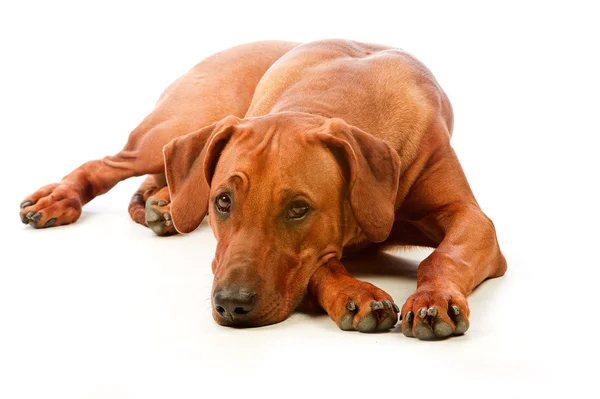 Rhodesian cão lindo ridgeback deitado isolado no branco — Fotografia de Stock