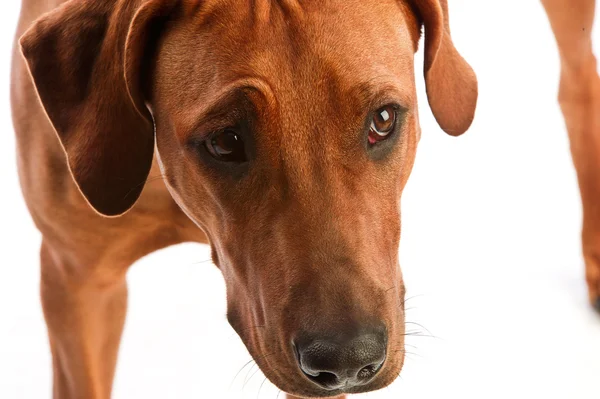 Hermoso perro rhodesian ridgeback isolalted — Foto de Stock