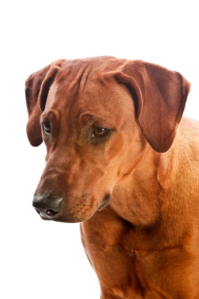Vacker hund rhodesian ridgeback isolalted — Stockfoto