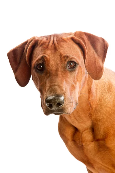 Vacker hund rhodesian ridgeback isolalted — Stockfoto