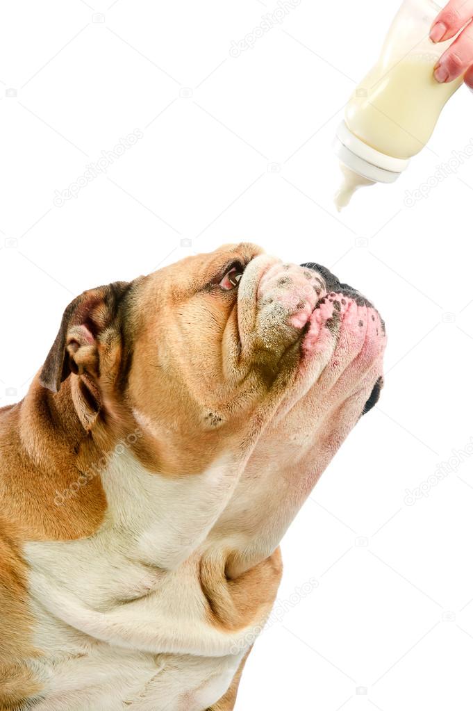 Cute English Bulldog Dog With Milk Baby Bottle Stock Photo