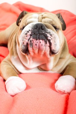 üzgün İngilizce bulldog köpek yatağı üzerinde dinlenme