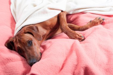 pembe boş bir yatağa atma komik şirin Rodezya ridgeback köpek