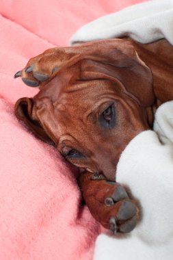 pembe boş bir yatağa atma komik şirin Rodezya ridgeback köpek