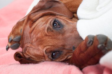 pembe boş bir yatağa atma komik şirin Rodezya ridgeback köpek