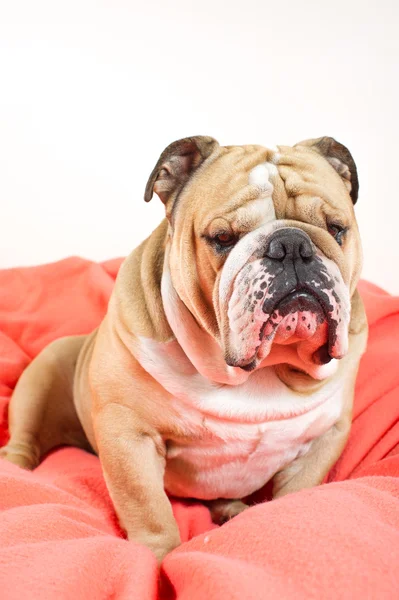 Sad english bulldog dog resting on a bed — Stock Photo, Image