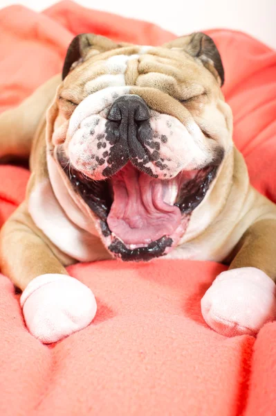 Triste Inglês bulldog cão bocejando em uma cama — Fotografia de Stock