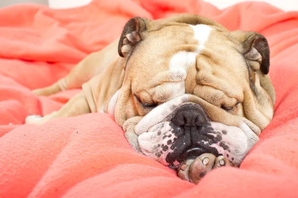 Sad english bulldog dog resting on a bed — Stock Photo, Image