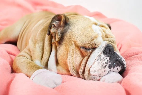 Sad english bulldog dog resting on a bed — Stock Photo, Image