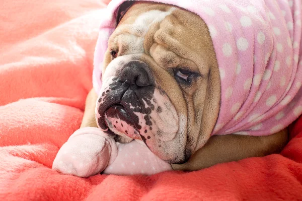 Sad english bulldog dog resting on a bed — Stock Photo, Image