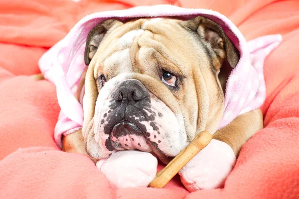 Traurige englische Bulldogge ruht mit einem Leckerli auf einem Bett — Stockfoto