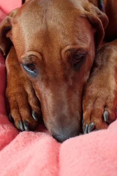 Pembe boş bir yatağa atma komik şirin Rodezya ridgeback köpek — Stok fotoğraf