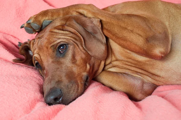 Vicces aranyos rhodesian ridgeback kutyát a rózsaszín üres ágyban feküdt — Stock Fotó