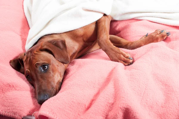 Σκύλος αστεία χαριτωμένο rhodesian ridgeback τοποθέτηση σε ένα κρεβάτι για ροζ κενό — Φωτογραφία Αρχείου