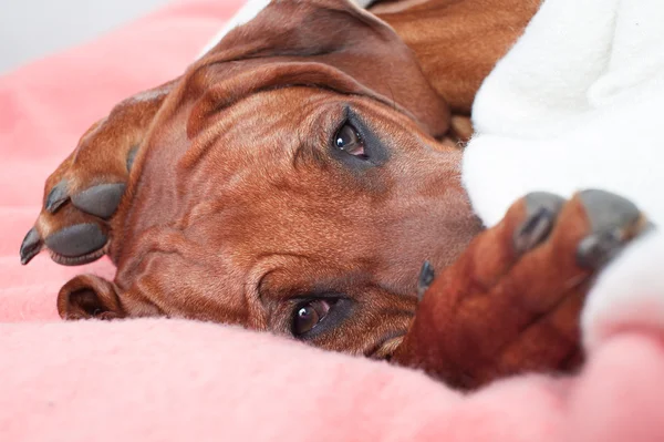 Забавный милый родезийский пес лежал на кровати на розовом пустом месте — стоковое фото
