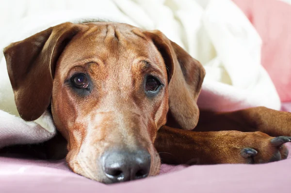滑稽可爱的罗得西亚 ridgeback 狗躺在一张床上粉红的空白 — 图库照片