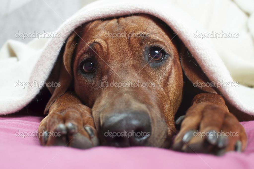 funny rhodesian ridgeback