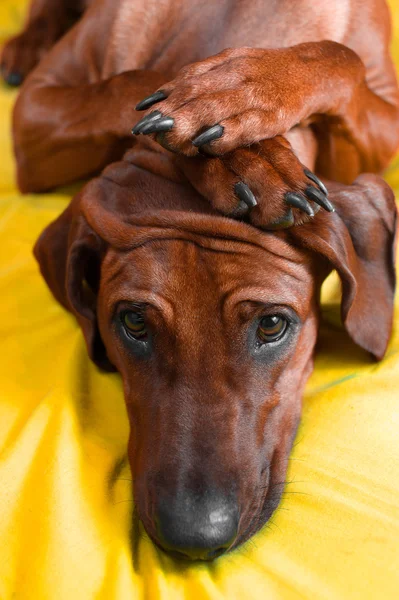 Милый родезийский щенок с лапами на голове — стоковое фото