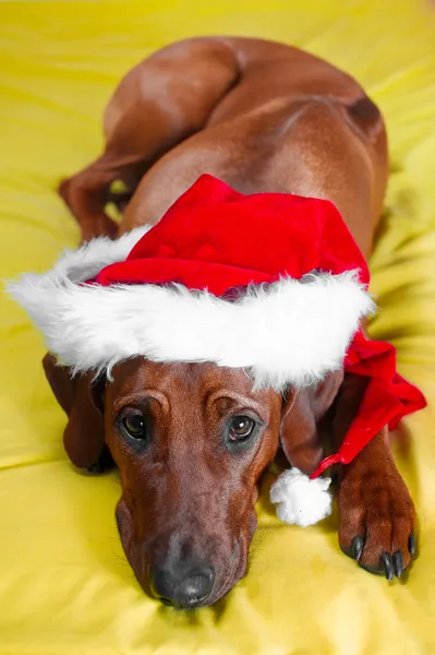 Cão engraçado no chapéu de Natal à espera de natal — Fotografia de Stock