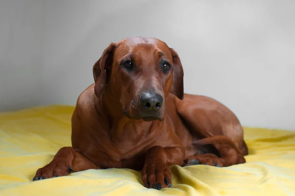Ładny pies rasy rhodesian ridgeback r. na łóżku — Zdjęcie stockowe