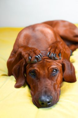 şirin Rodezya ridgeback köpek yavrusu pençeleri ile başına geçti