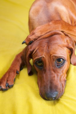 onun baş ve büyük gözlü sevimli komik köpek yavrusu pençeleri ile geçti