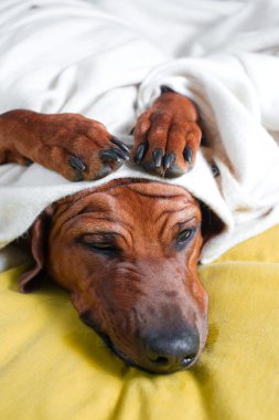 şirin komik köpek yavrusu pençeleri ile kırışık onun baş kapağında çarpı işareti.