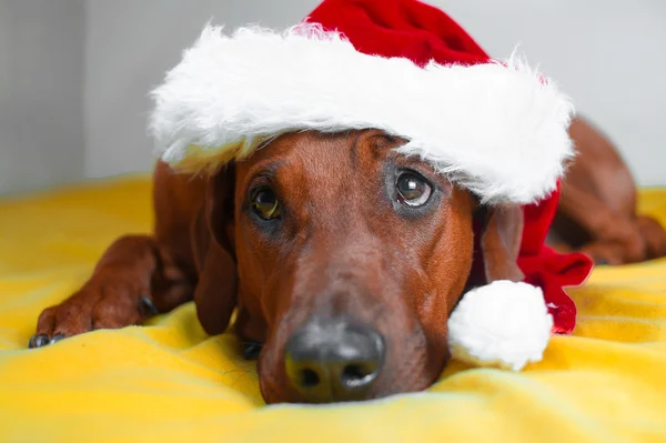 Rolig hund med stora ögon i jul hatt på en säng — Stockfoto