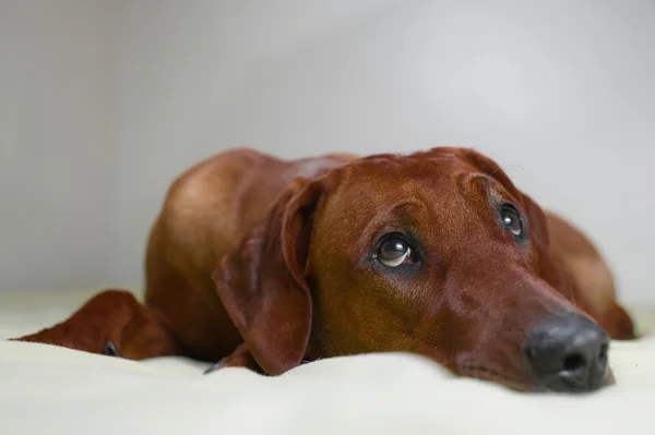 Bonito rodesiano ridgeback cão filhote de cachorro com bonito olhar que coloca em um b — Fotografia de Stock