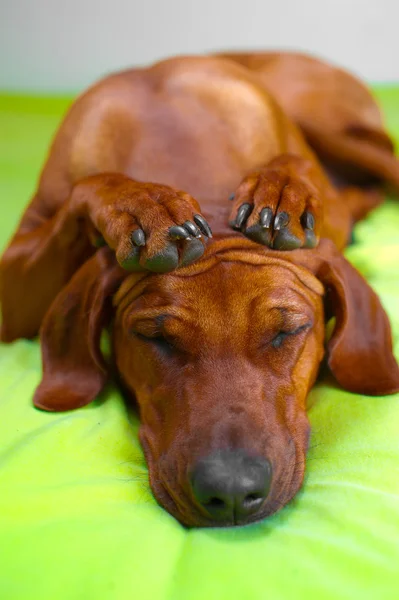 Süße Rhodesian Ridgeback Hundewelpe mit gekreuzten Pfoten auf dem Kopf — Stockfoto