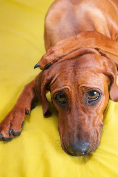 Cute funny dog puppy with paws crossed on her head and huge eyes — Stock Photo, Image