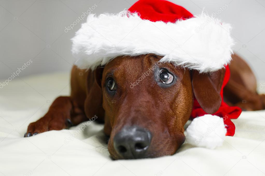 Funny dog with big eyes in christmas hat laying on a bed
