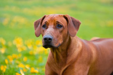 Rodezya ridgeback bahar çiçekleri alan