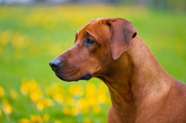 Rodezya ridgeback bahar çiçekleri alan