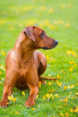 Rodezya ridgeback bahar çiçekleri alan