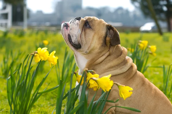 Glad söt engelska bulldog hund i fältet våren — Stockfoto