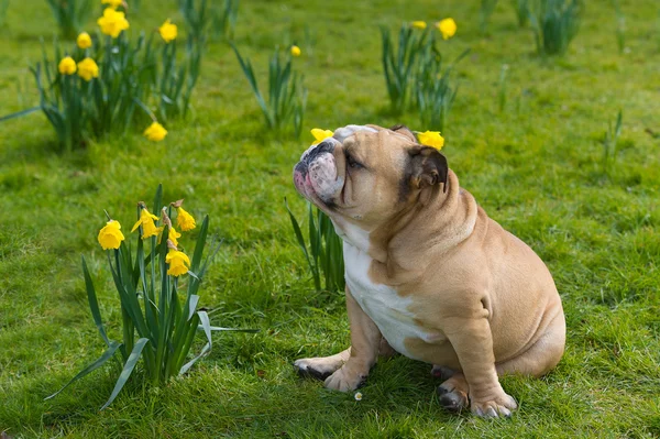 Gelukkig schattig Engels bulldog hond in het voorjaar veld — Stockfoto