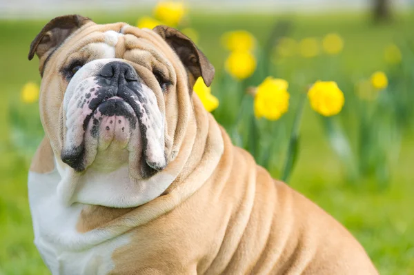 Happy cute english bulldog dog in the spring field — Stock Photo, Image