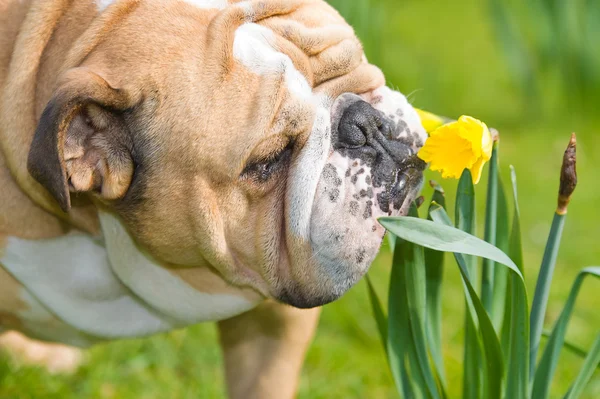 Feliz bonito Inglês bulldog cão no campo de primavera — Fotografia de Stock