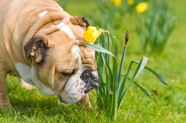 Happy cute english bulldog dog in the spring field — Stock Photo, Image