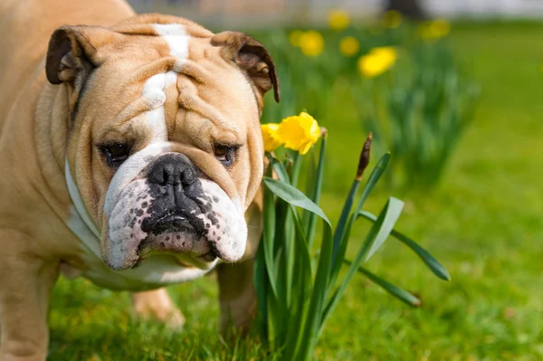 Feliz bonito Inglês bulldog cão no campo de primavera — Fotografia de Stock